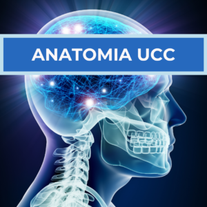 ANATOMIA UCC